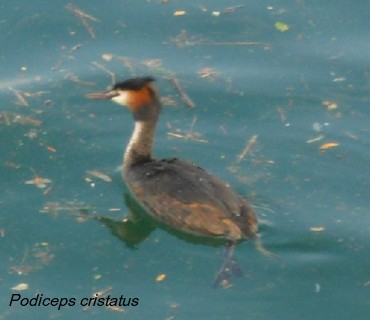 Podiceps cristatus